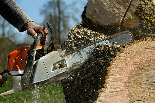 Tree Root Removal in Doa Ana, NM